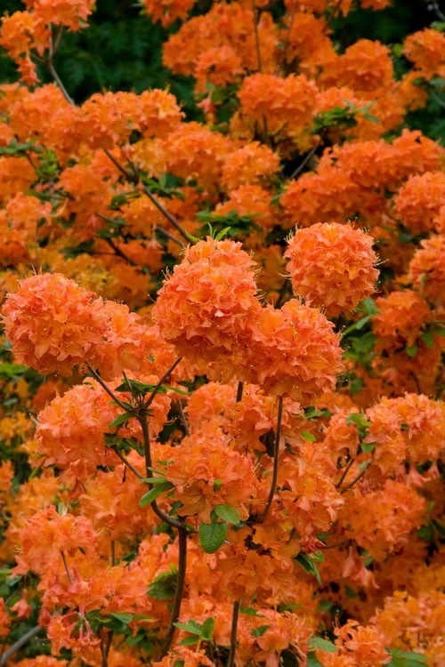 Mandarin Lights Cold Hardy Azalea (Rhododendron) - 6 Gallon Pot - Image 5