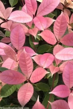 Noble Lady Tea Olive - 3 Gallon Pot