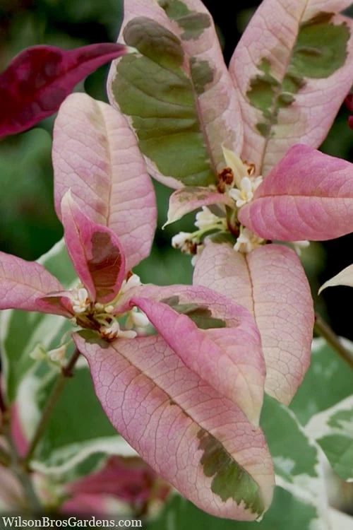 Pink Flush Variegated Tea Olive (Osmanthus Fragrans 'Yinbi Shuanghui') - 3 Gallon Pot - Image 5