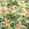 Goshiki Osmanthus (Variegated False Holly) - 1 Gallon Pot