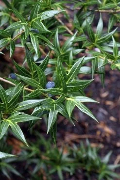 Sasaba Bamboo Leaf Tea Olive - 1 Gallon Pot