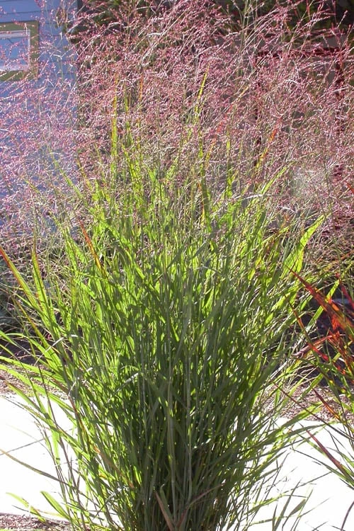 Tall Switch Grass (Panicum Virgatum) - 8 Pack Of 1 Gallon Pots - Image 4