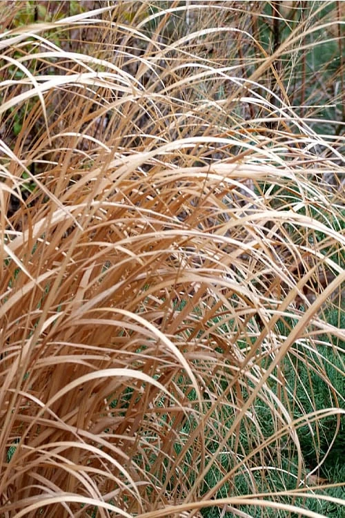 Tall Switch Grass (Panicum Virgatum) - 8 Pack Of 1 Gallon Pots - Image 6