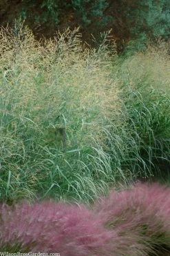 Tall Switch Grass (Panicum Virgatum) - 8 Pack Of 1 Gallon Pots