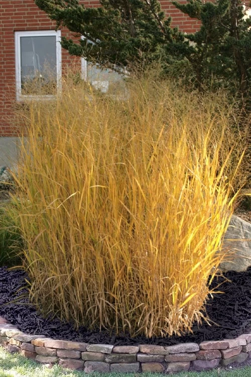 Tall Switch Grass (Panicum Virgatum) - 8 Pack Of 1 Gallon Pots - Image 5