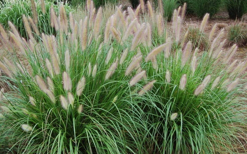 Etouffee Hardy Fountain Grass (Pennisetum Alopecuroides) - 1 Gallon Pot - Image 4