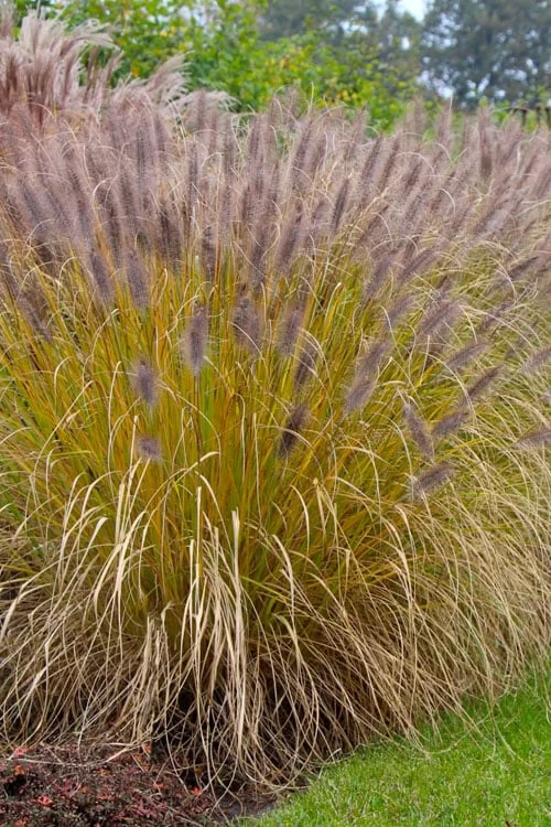Black Fountain Grass - Pennisetum Alopecuroides 'Moudry' - 3 Gallon Pot - Image 6