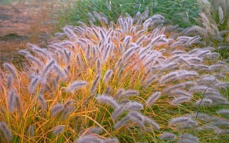Black Fountain Grass - Pennisetum Alopecuroides 'Moudry' - 3 Gallon Pot - Image 8