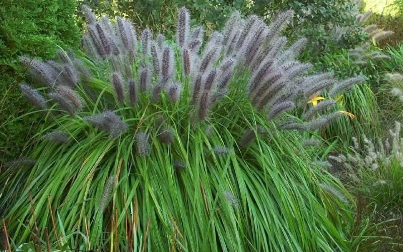 Black Fountain Grass - Pennisetum Alopecuroides 'Moudry' - 3 Gallon Pot - Image 5