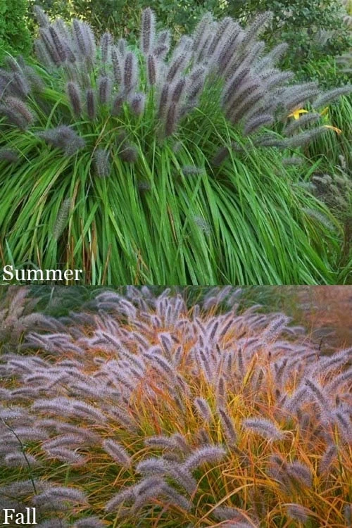 Black Fountain Grass - Pennisetum Alopecuroides 'Moudry' - 3 Gallon Pot - Image 7