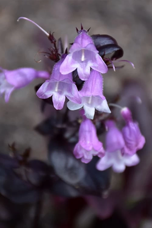 Midnight Masquerade Penstemon (Beardtongue) - 1 Gallon Pot - Image 4