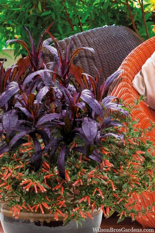 Midnight Masquerade Penstemon (Beardtongue) - 1 Gallon Pot - Image 5