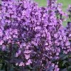 Midnight Masquerade Penstemon (Beardtongue) - 1 Gallon Pot