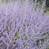 Russian Sage (Perovskia Atriplicifolia) - 1 Gallon Pot
