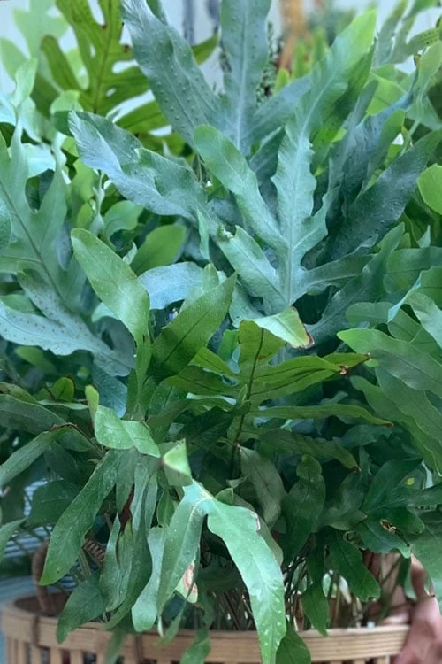 Blue Star Fern - 1 Gallon Pot - Image 4