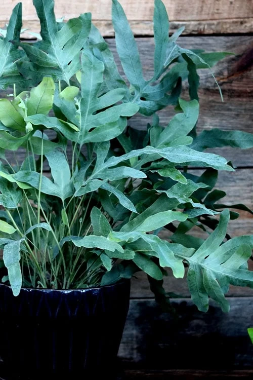 Blue Star Fern - 1 Gallon Pot