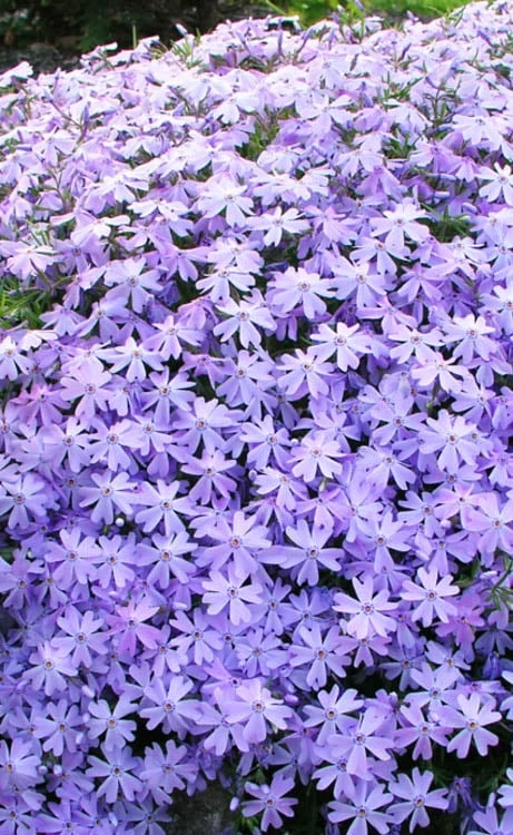 Blue Creeping Phlox - 6 Pack Of Pint Pots - Image 4