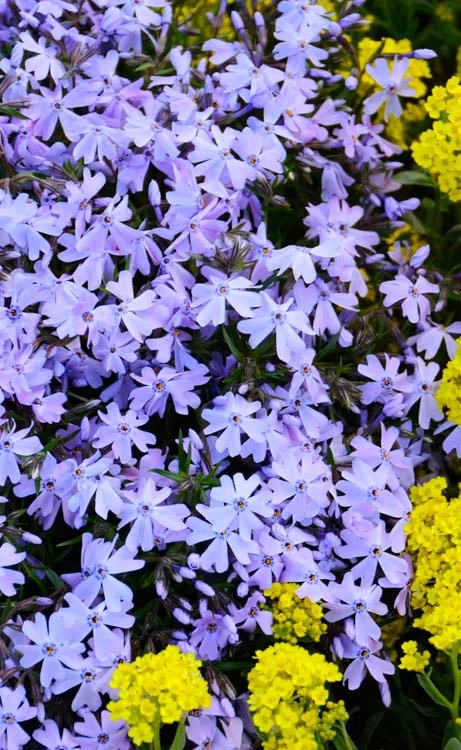 Blue Creeping Phlox - 6 Pack Of Pint Pots - Image 6