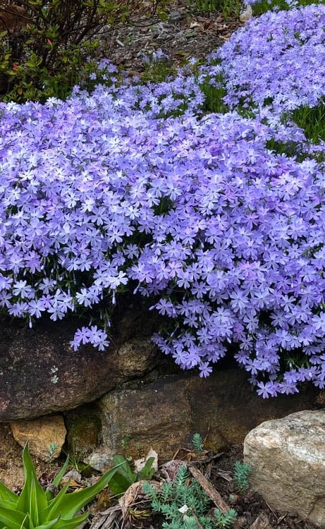 Blue Creeping Phlox - 6 Pack Of Pint Pots