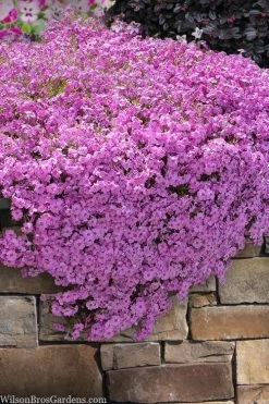 Pink Creeping Phlox - 18 Pack Of Pint Pots