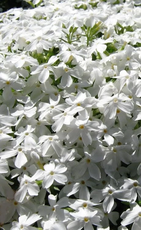 White Creeping Phlox - 6 Pack Of 1 Gallon Pots