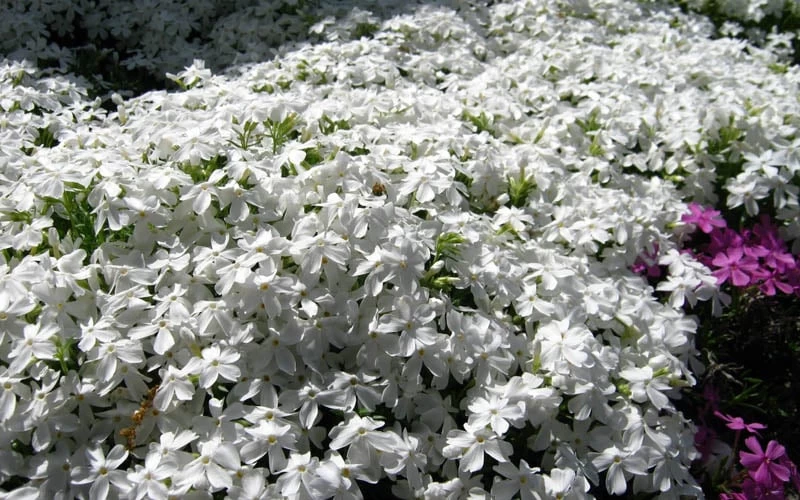 White Creeping Phlox - 6 Pack Of 1 Gallon Pots - Image 4