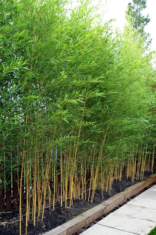 Koi Golden Bamboo (Phyllostachys Aurea 'Koi') - 3 Gallon Pot (4-6'+) - Image 5