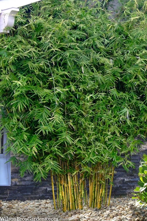 Koi Golden Bamboo (Phyllostachys Aurea 'Koi') - 3 Gallon Pot (4-6'+) - Image 4