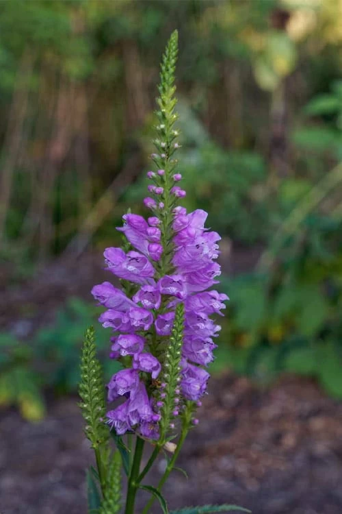 Lavender Obedient Plant (Physostegia Virginiana) - 1 Gallon Pot - Image 8