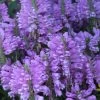Lavender Obedient Plant (Physostegia Virginiana) - 1 Gallon Pot