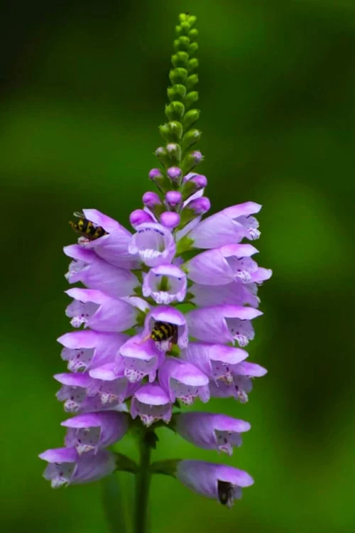 Lavender Obedient Plant (Physostegia Virginiana) - 1 Gallon Pot - Image 4