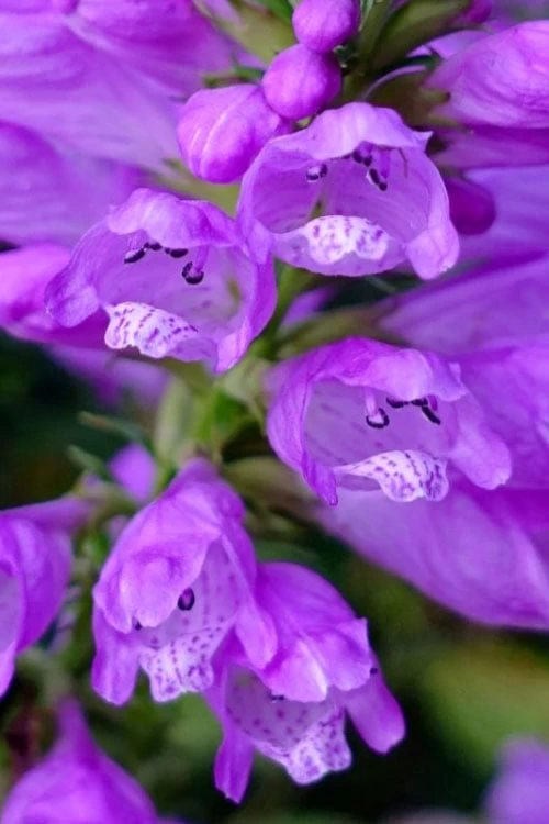 Lavender Obedient Plant (Physostegia Virginiana) - 1 Gallon Pot - Image 5