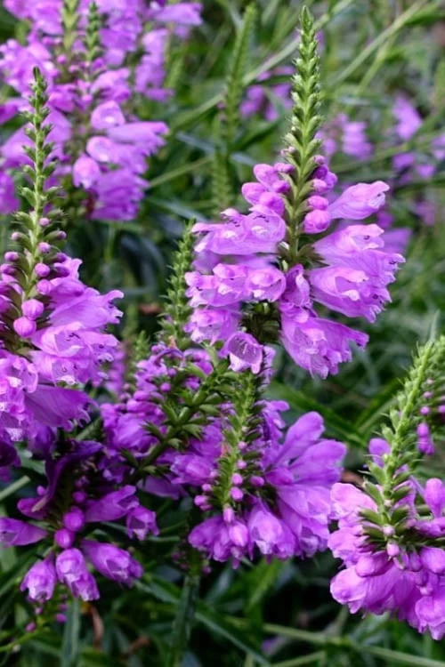 Lavender Obedient Plant (Physostegia Virginiana) - 1 Gallon Pot - Image 6