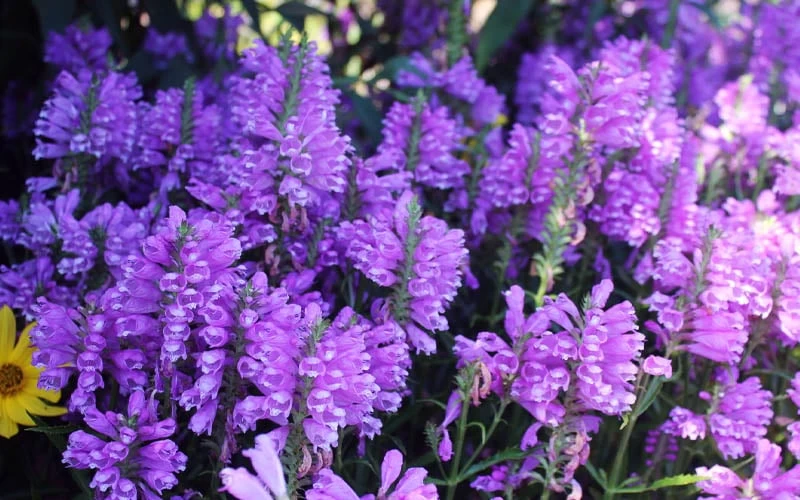 Lavender Obedient Plant (Physostegia Virginiana) - 1 Gallon Pot - Image 7
