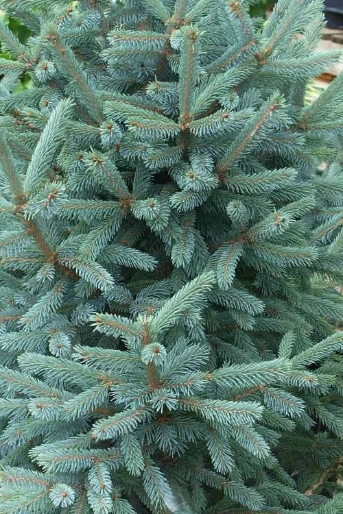 Paul's Select Blue Norway Spruce (Picea Abies) - 2 Gallon Pot - Image 4