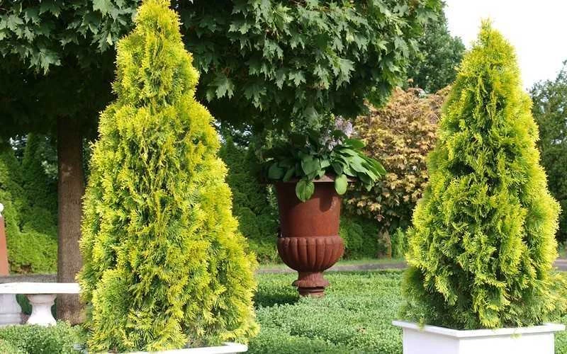 Highlights Arborvitae Thuja Janed Gold - 3 Gallon Pot - Image 5
