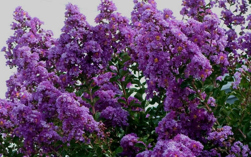 Twilight Purple Crape Myrtle - 3 Gallon Pot - Image 7