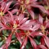 Katsura Pieris - 2 Gallon Pot