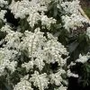 Southern Lady Pieris - 3 Gallon Pot
