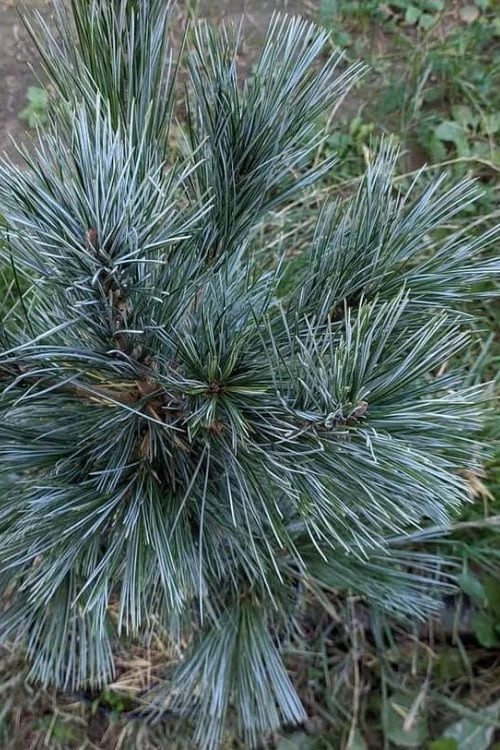 Vanderwolf's Pyramid Limber Pine (Pinus Flexilis) - 2 Gallon Pot - Image 8
