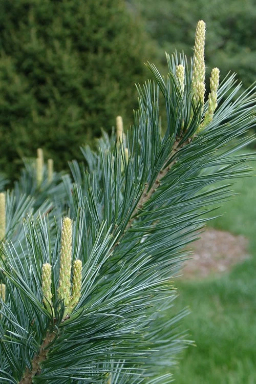 Vanderwolf's Pyramid Limber Pine (Pinus Flexilis) - 2 Gallon Pot - Image 5