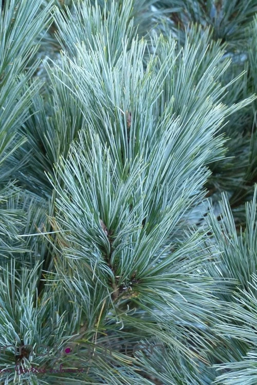 Vanderwolf's Pyramid Limber Pine (Pinus Flexilis) - 2 Gallon Pot - Image 4
