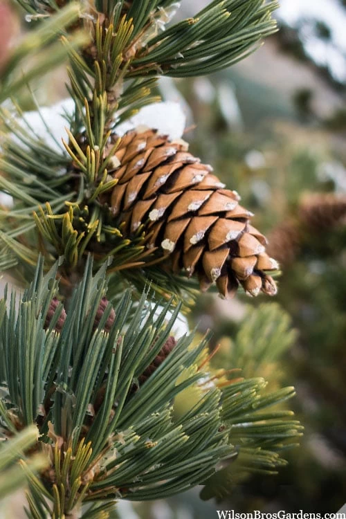 Vanderwolf's Pyramid Limber Pine (Pinus Flexilis) - 2 Gallon Pot - Image 6