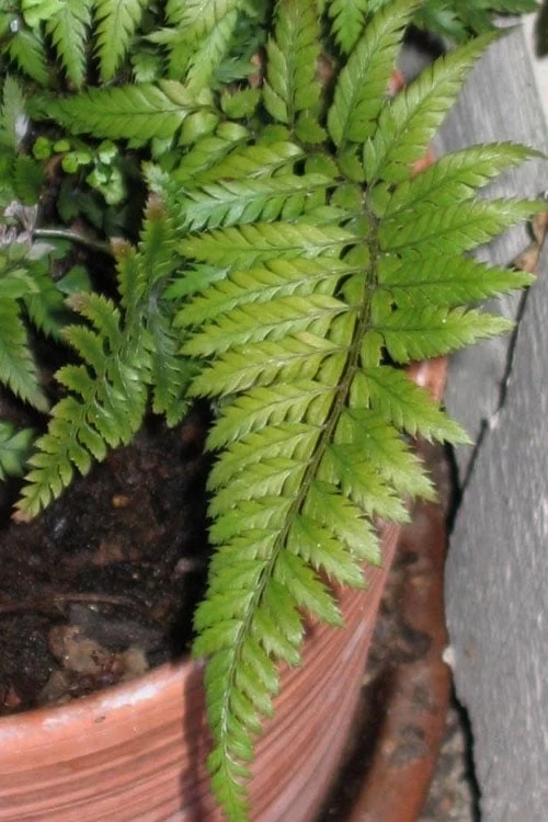Korean Rock Fern - 1 Gallon Pot - Image 4