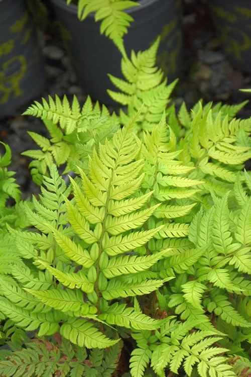 Korean Rock Fern - 1 Gallon Pot - Image 6
