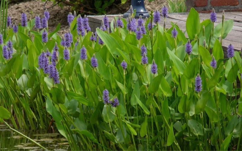 Heartleaf Purple Pickerel Weed (Pontaderia Cordata) - 1 Gallon Pot - Image 4