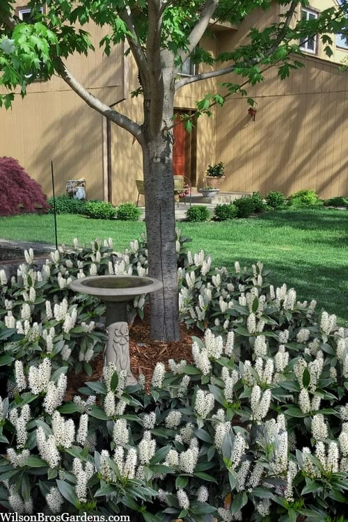 Zabel Laurel (Prunus Laurocersasus 'Zabeliana') - 6 Pack Of 1 Gallon Pots - Image 4