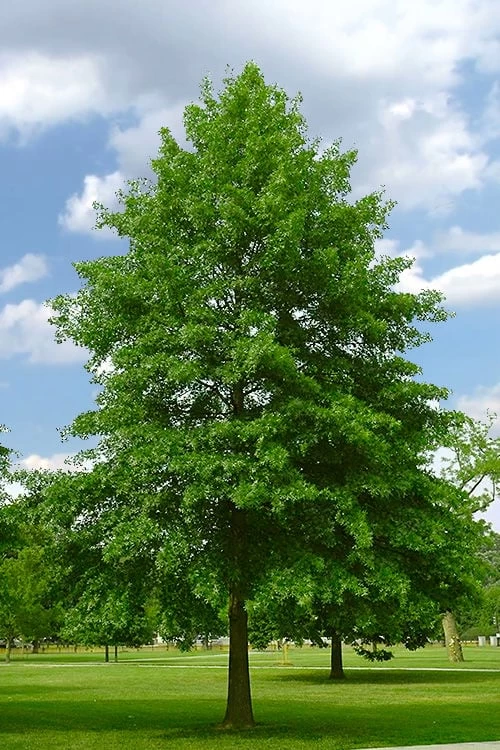 Pin Oak Tree (Quercus Palustris) - 3 Gallon Pot - Image 4