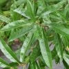 Willow Oak Tree (Quercus Phellos) - 3 Gallon Pot