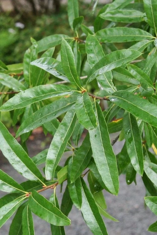 Willow Oak Tree (Quercus Phellos) - 3 Pack Of 1.5 Quart Pots